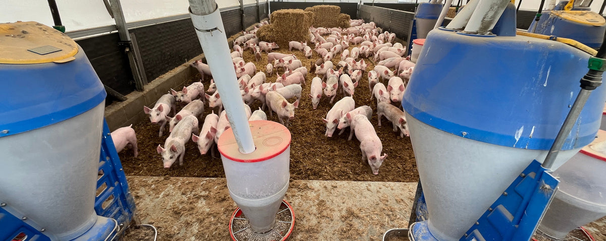 Large blue and white pig feeders and drinkers in a pig barn with many pink piglets standing and walking in the aisle beneath a white arched hoop house.