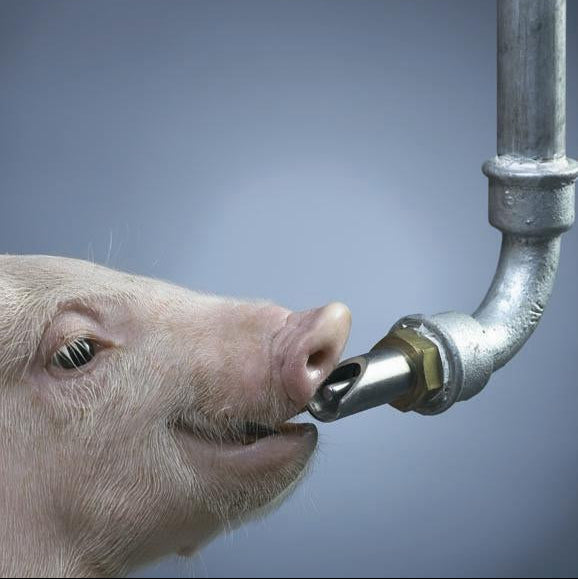 A close-up of a pig drinking from a metal pipe nozzle against a blue-gray gradient background.